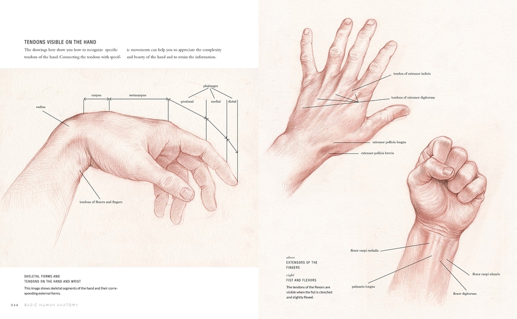 Basic Human Anatomy