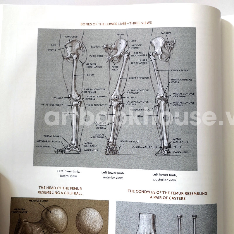 Classic Human Anatomy in Motion