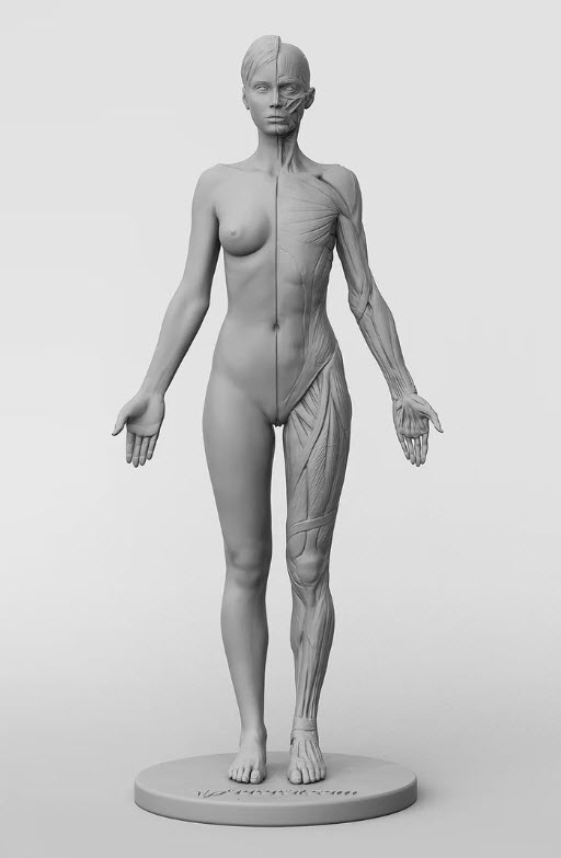 3dtotal Anatomy: female half