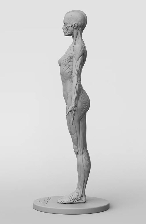 3dtotal Anatomy: female half