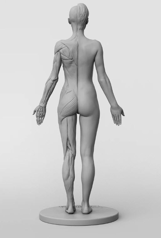 3dtotal Anatomy: female half