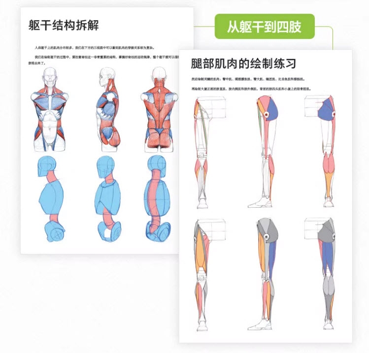 Human Anatomy for Artists - Xiao Weichun