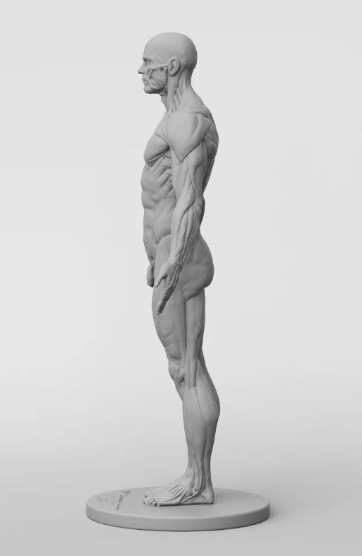 3dtotal Anatomy: male half