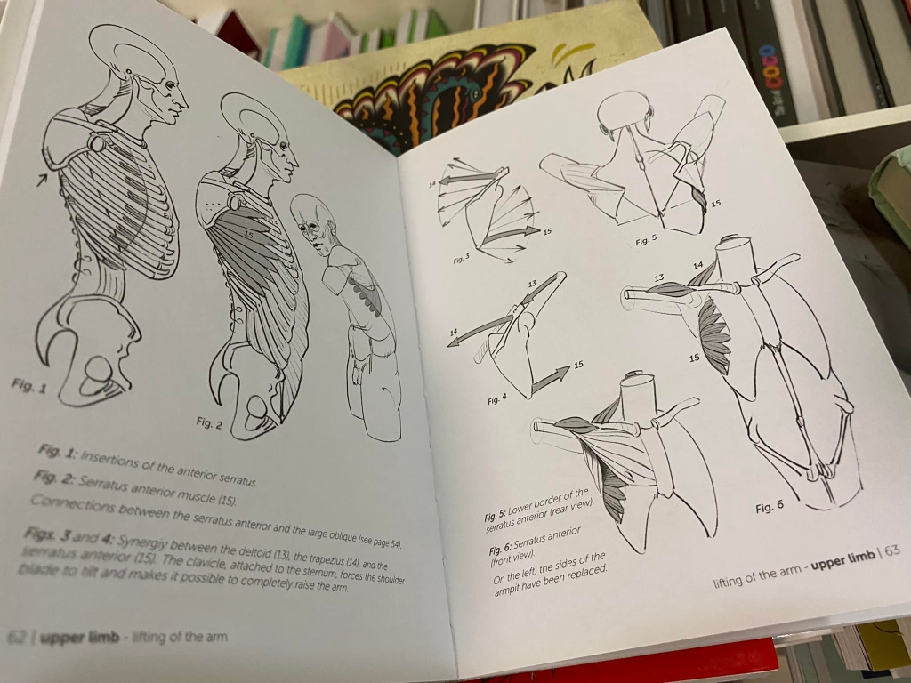 Morpho: Joint Forms and Muscular Functions