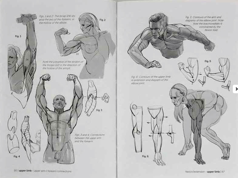 Morpho Muscled Bodies: Anatomy for Artists