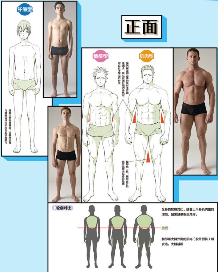 Muscle Structure