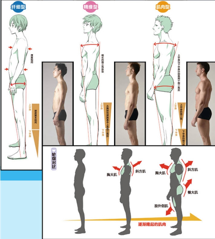 Muscle Structure