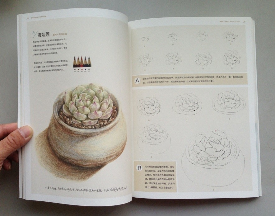 Paint Succulents by Pencil Color