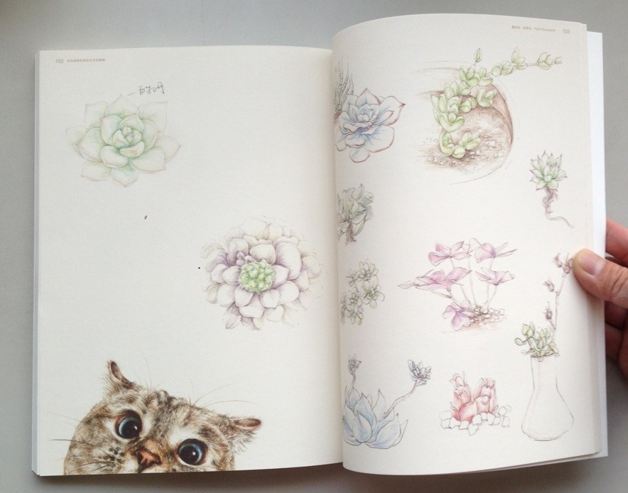 Paint Succulents by Pencil Color