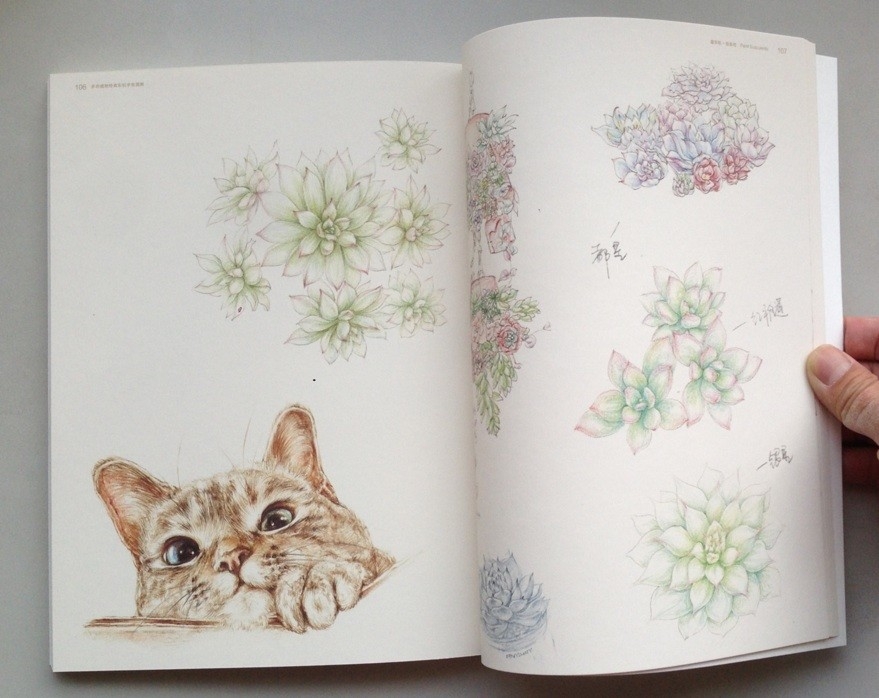 Paint Succulents by Pencil Color