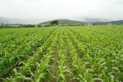 trong-cay-ngo-sinh-khoi