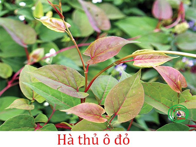 trong-cay-duoc-lieu