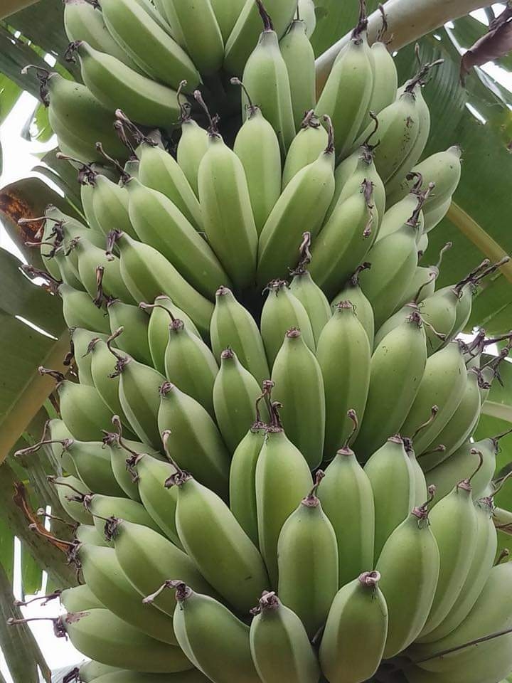 cham-soc-cay