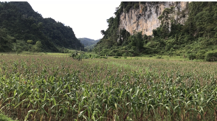 ngo-sinh-khoi-cay-trong-co-hieu-qua-kinh-te-cao-tai-bac-kan