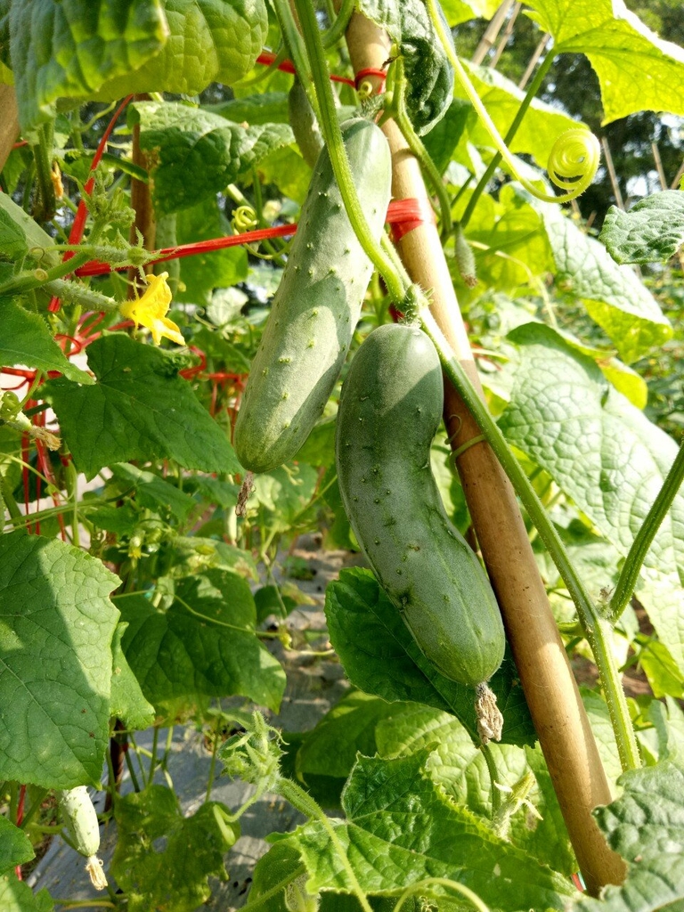 NÔNG NGHIỆP HỮU CƠ - GENKI FARM