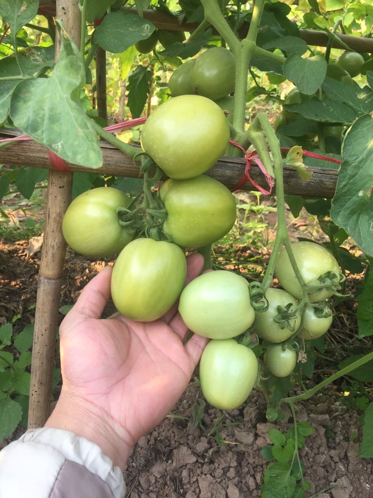 NÔNG NGHIỆP HỮU CƠ - GENKI FARM