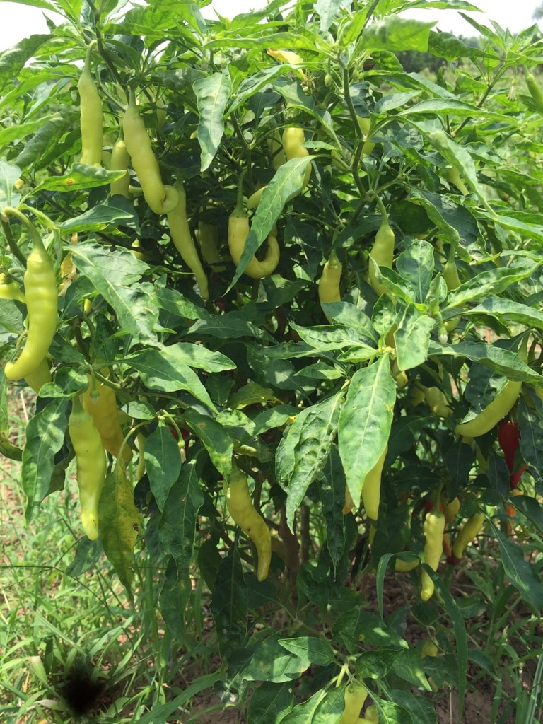 NÔNG NGHIỆP HỮU CƠ - GENKI FARM