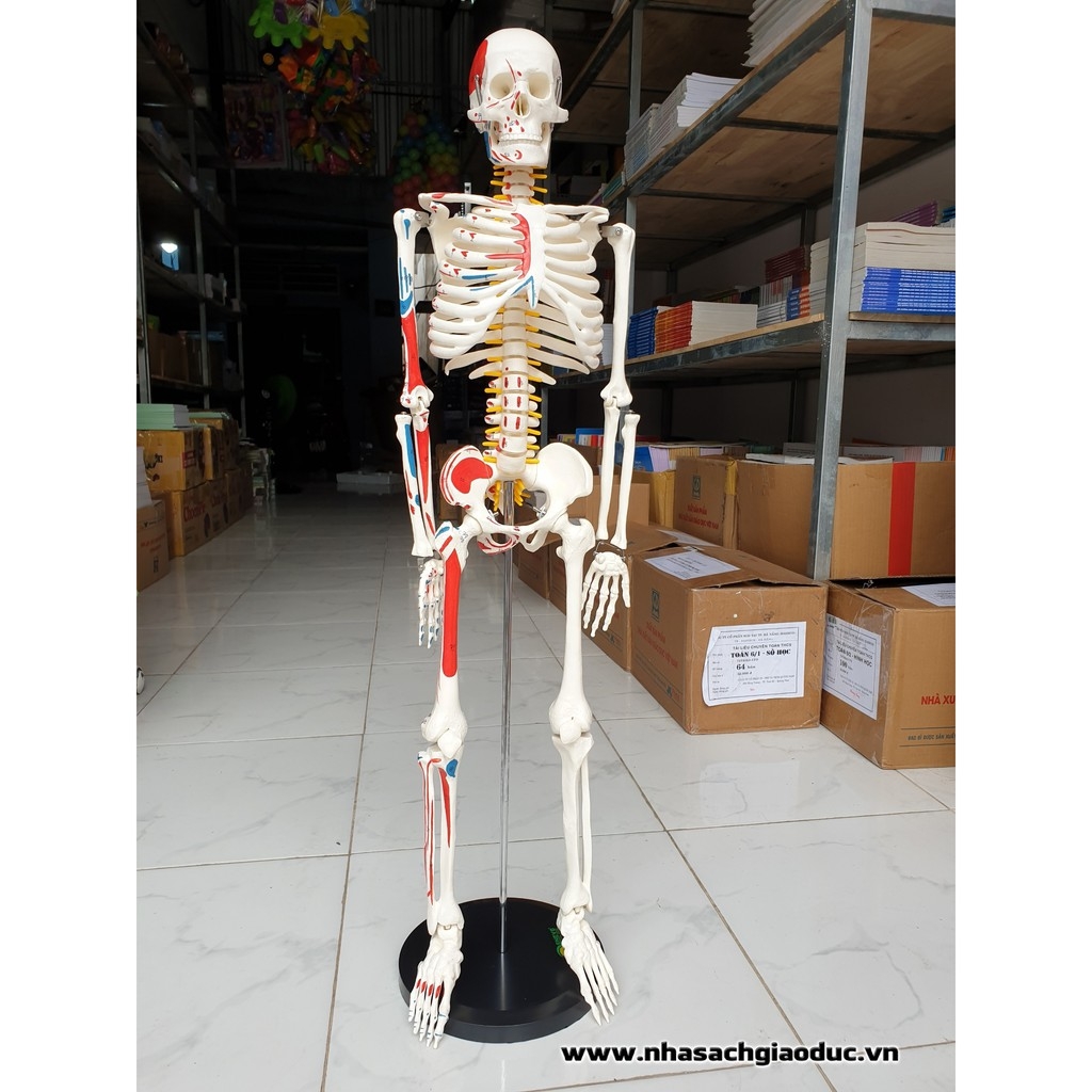 Mô hình bộ xương người gắn kết Cao 85cm (Hàng có sẵn) | Nhà sách ...