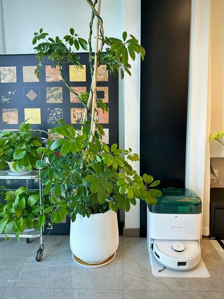 Robot hút bụi lau nhà Ecovacs Deebot Mini