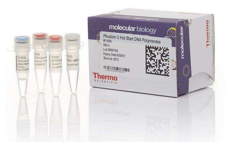 Phusion U Hot Start DNA Polymerase