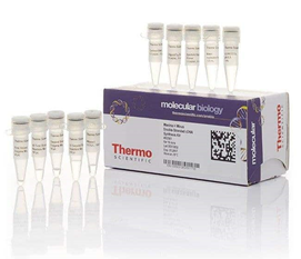 Maxima H Minus Double-Stranded cDNA Synthesis Kit