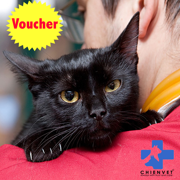 Voucher triệt sản mèo cái <3kg (không áp dụng thanh toán COD khi mua voucher)