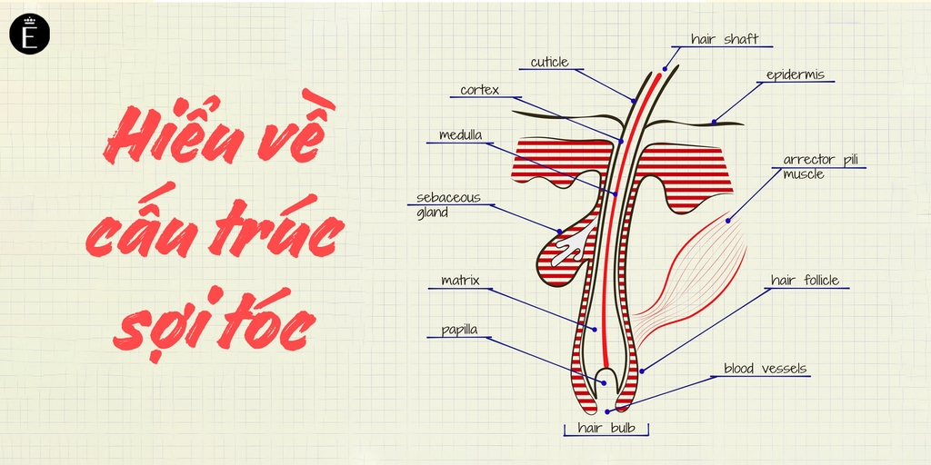 CẤU TẠO VÀ SINH LÝ TÓC