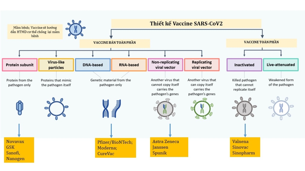 thiet-ke-vaccine-phan-loai-cac-loai-vaccine