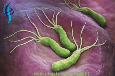 tai-sao-h-pylori-vi-khuan-h-p-lai-gay-ton-thuong-da-day