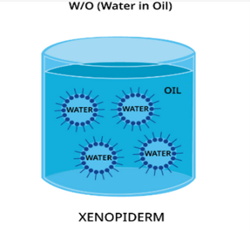 KEM DƯỠNG PHỤC HỒI LA CHOMB XENOPIDERM