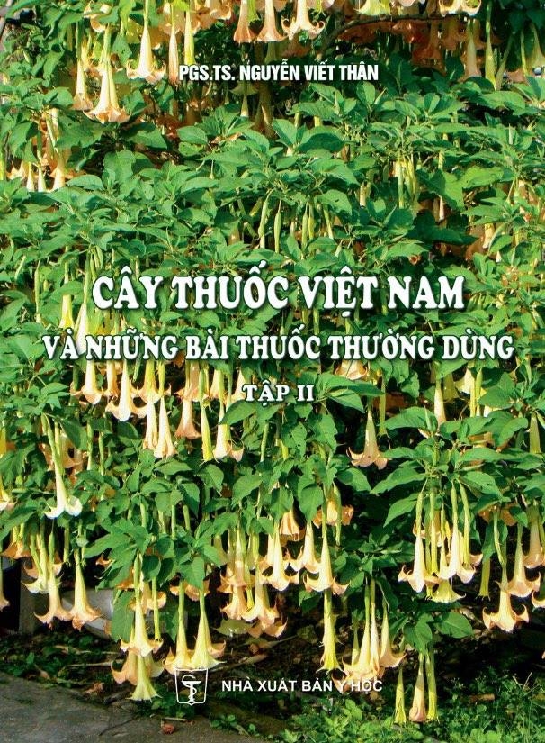 5 loại cây mọc hoang tại Việt Nam sang nước ngoài thành thần dược đắt  giá  Đài Phát Thanh và Truyền Hình Thái Bình
