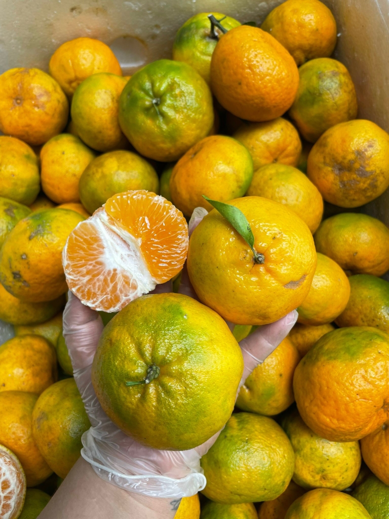 Quýt Chum Mường Khương