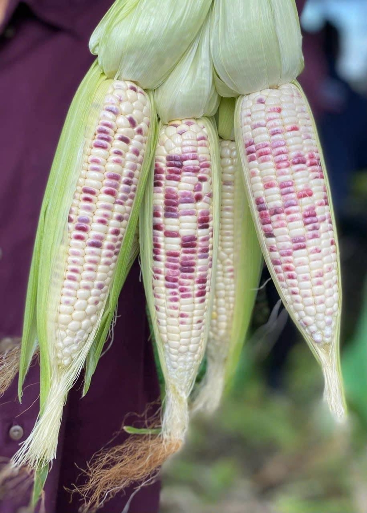 Bắp Nếp Thái Mini