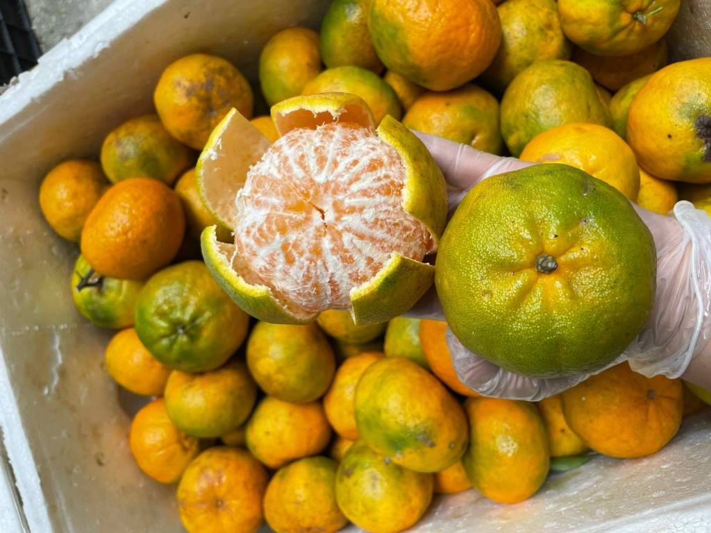 Quýt Chum Mường Khương