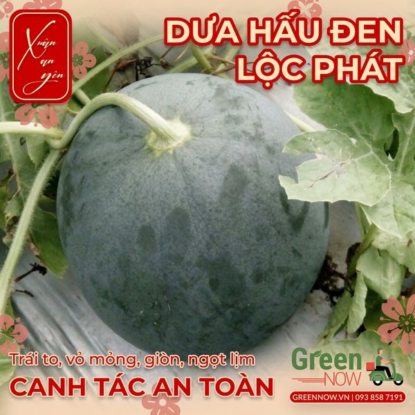 Dưa Hấu Đen Lộc Phát (Lẻ / Kg) - PTCT: An Toàn