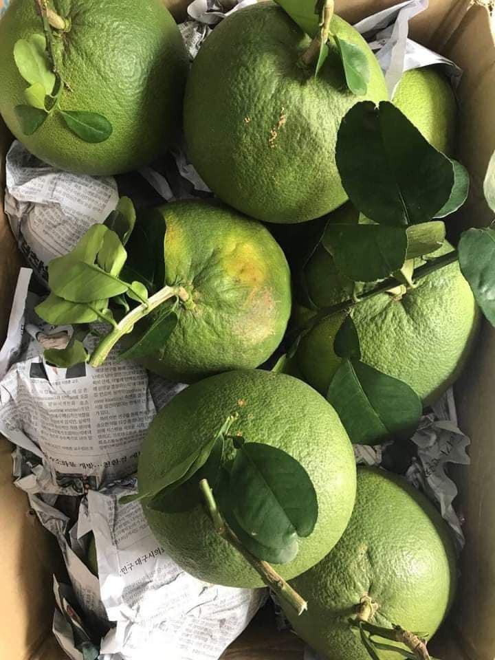 Bưởi Da Xanh Bình Dương -  PTCT Hữu Cơ Loại 1 (Trái từ 1,1kg -1,4kg)