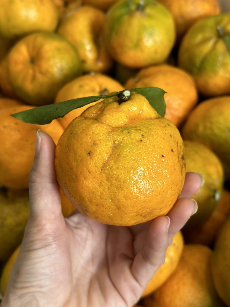 Quýt Chum Mường Khương