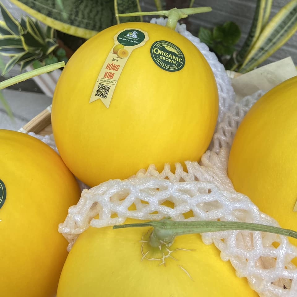 Dưa Lê Hồng Kim Danny Green • Ruột Cam Vỏ Vàng