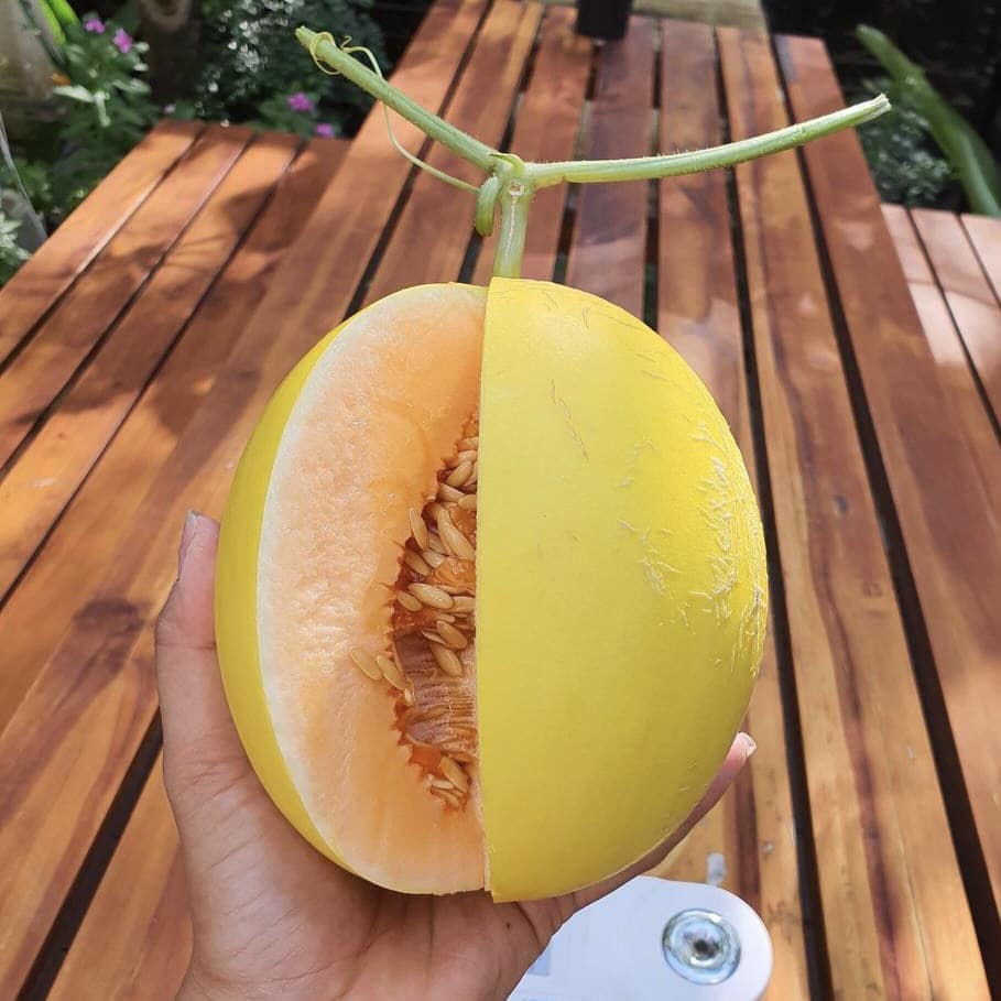 Dưa Lê Hồng Kim Danny Green • Ruột Cam Vỏ Vàng