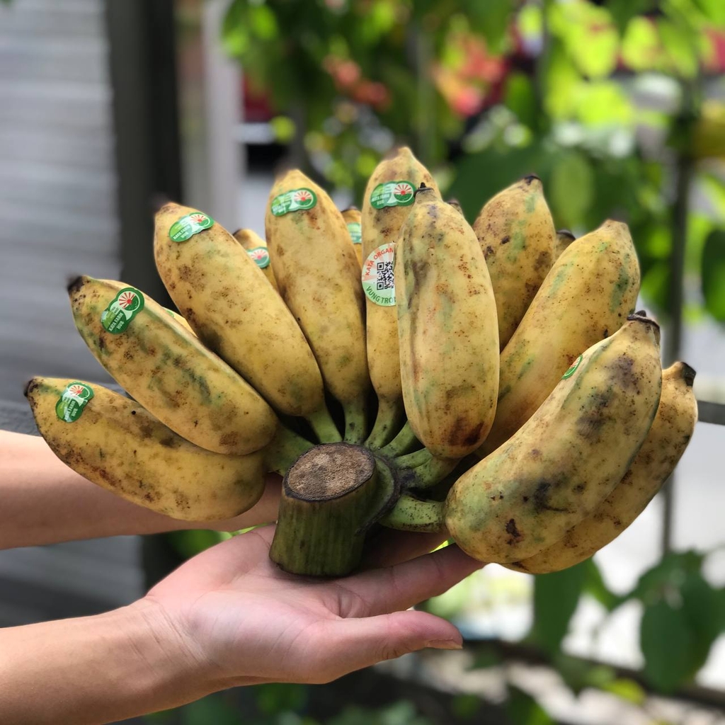 Chuối Sứ (Chuối Xiêm) - PTCT Hữu Cơ