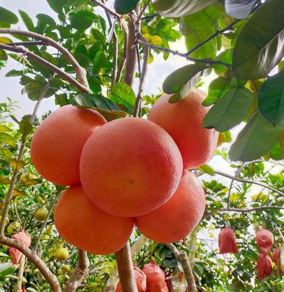 Bưởi Đỏ Tiến Vua (Trái)