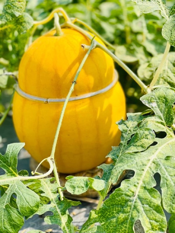 Dưa Hấu Hồ Lô (Trái 2.5 - 3.5Kg)