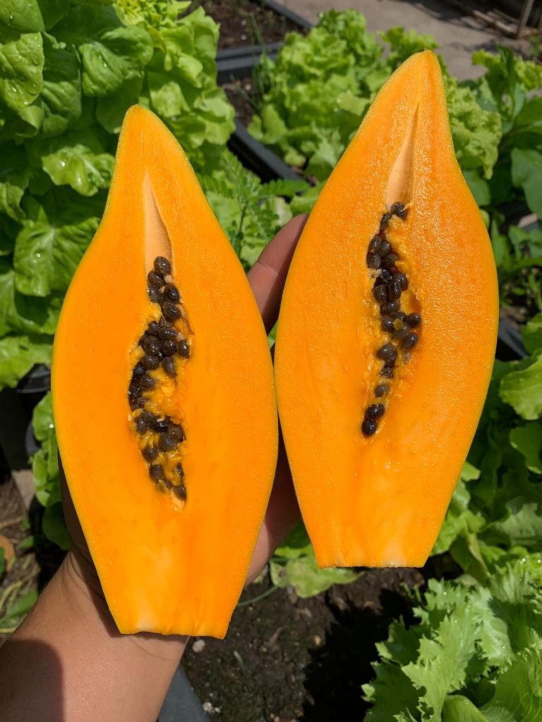 Bưởi Da Xanh (Loại Ăn, Vỏ Rám)