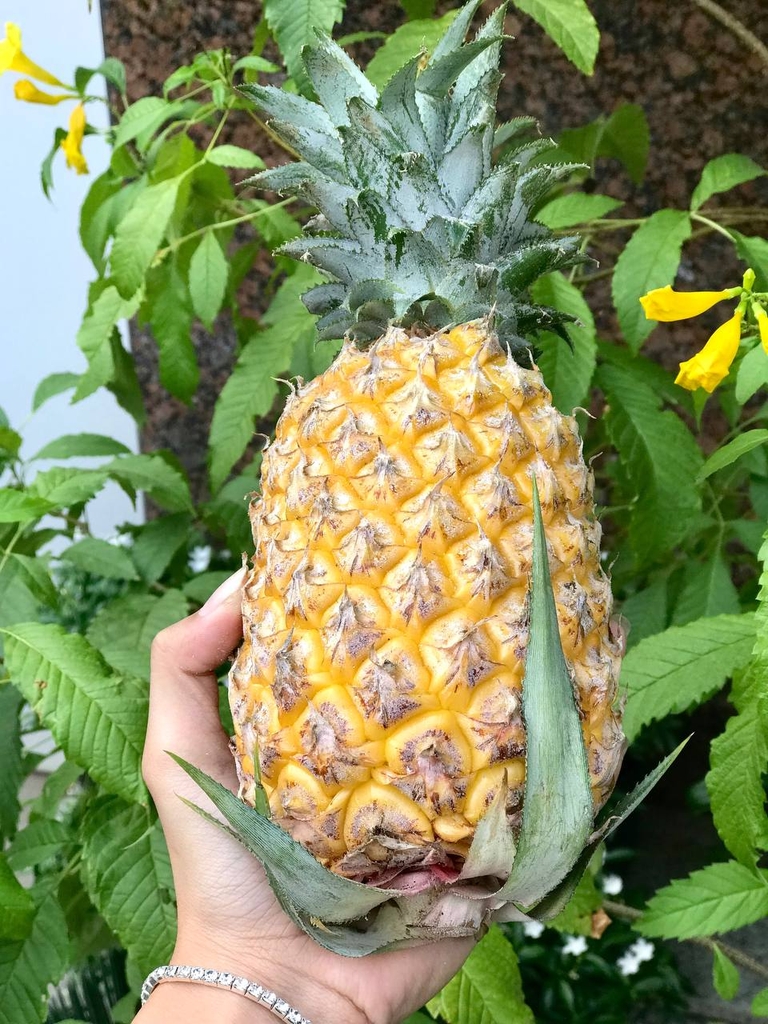 Dứa Queen (Thơm Mật) Nghệ An/ Đak Lak - PTCT Hữu Cơ