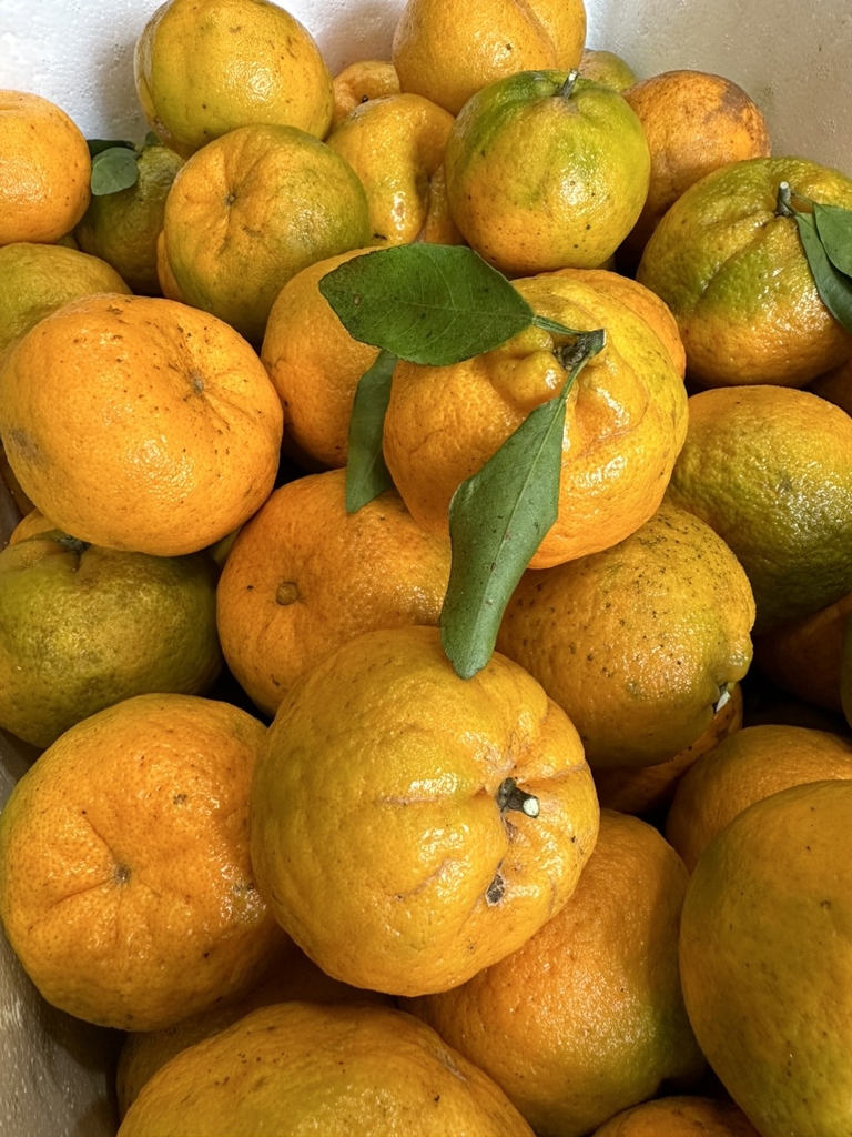 Quýt Chum Mường Khương