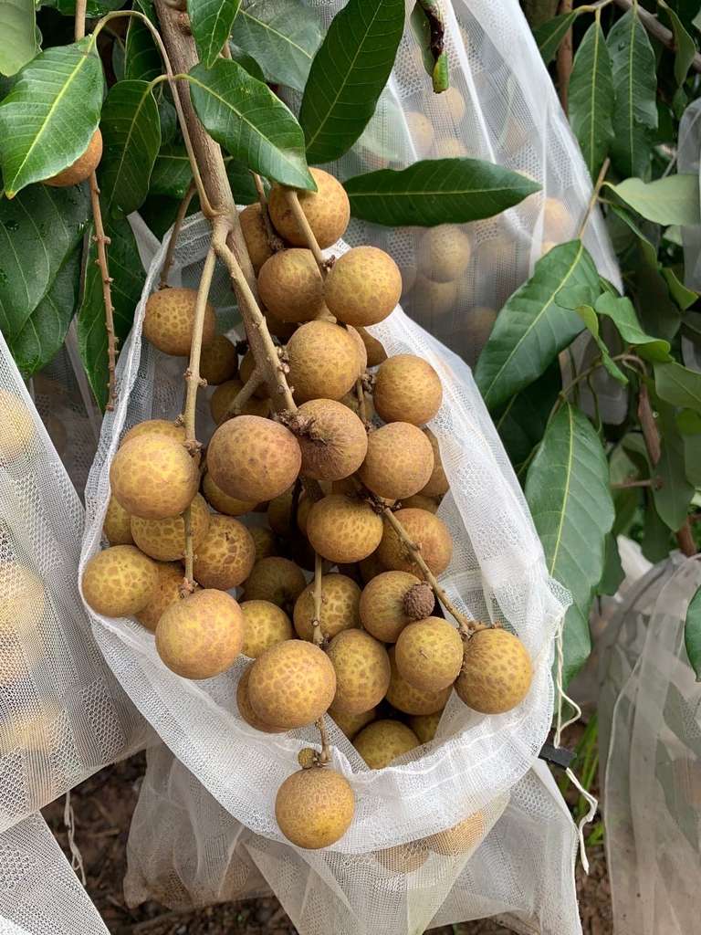 Nhãn Thái Ido (Edor)