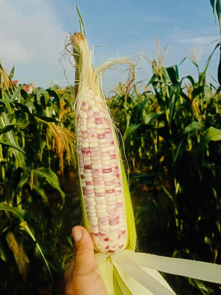 Bắp Nếp Thái Mini