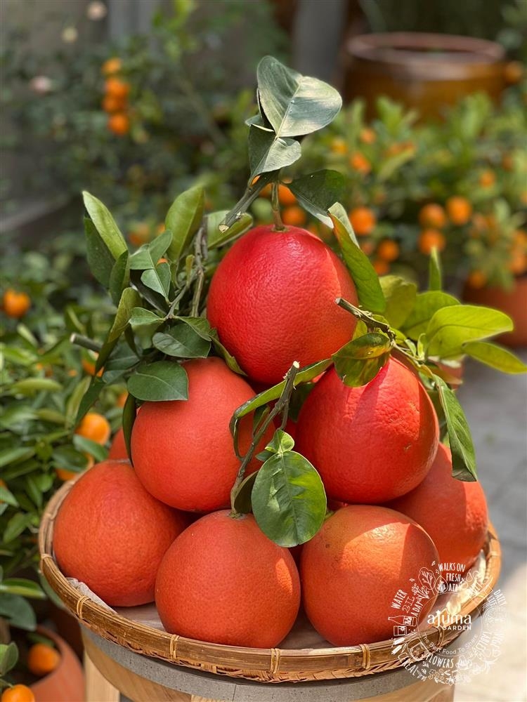 Bưởi Đỏ Tiến Vua (Trái)