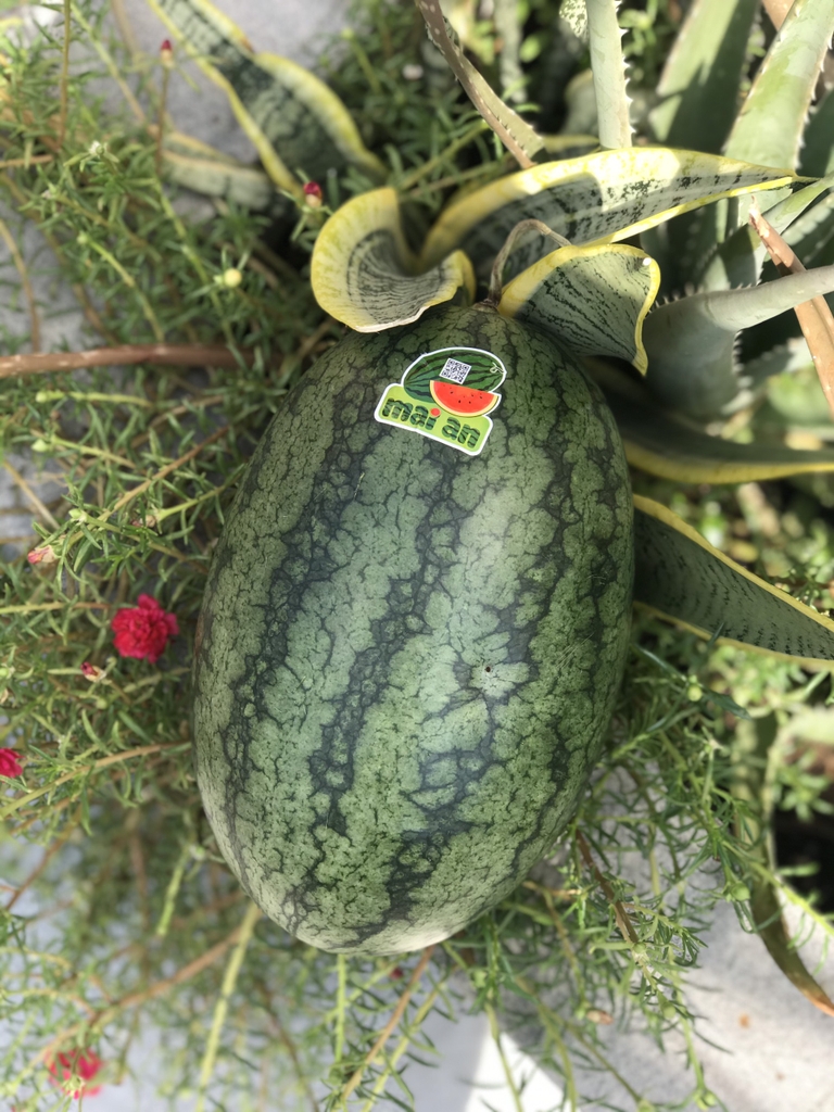 Dưa Hấu Dài Đỏ Có Hạt - PTCT An Toàn