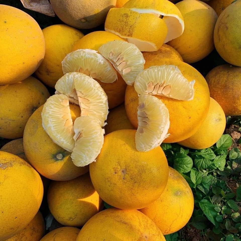 Bưởi Diễn Hà Nội (Trái 800g -1kg)